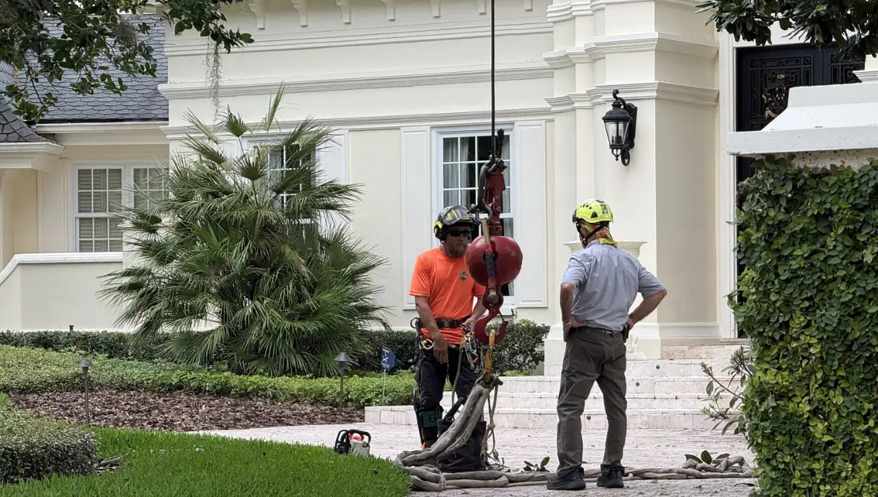 Tree Trimming