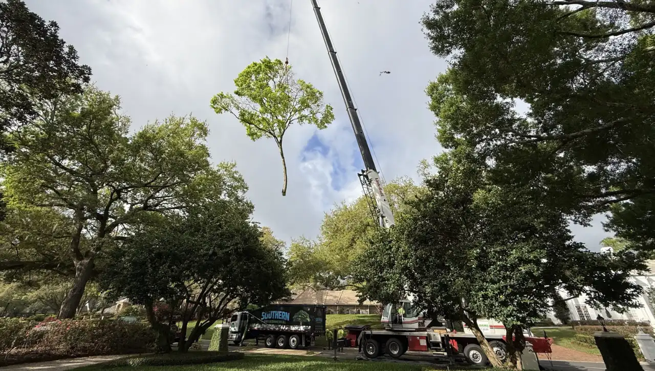 Tree Removal