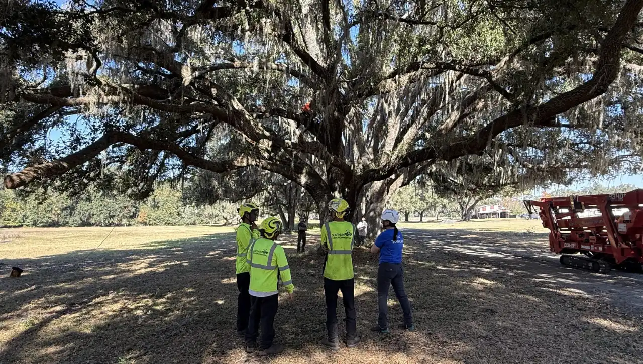 Professional arborist team with compact crawler lift working under a large live oak