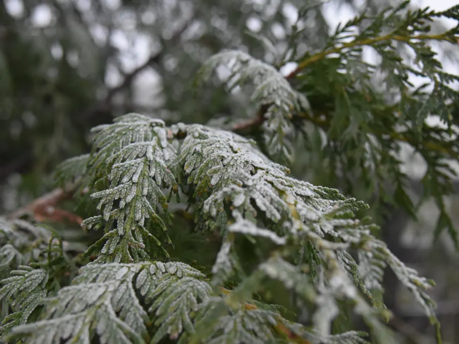 How Cold Fronts Create Tree Hazards in Central Florida and What You Can Do About It