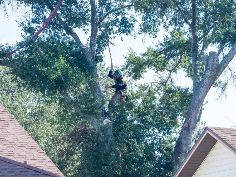 Pruning & Shaping