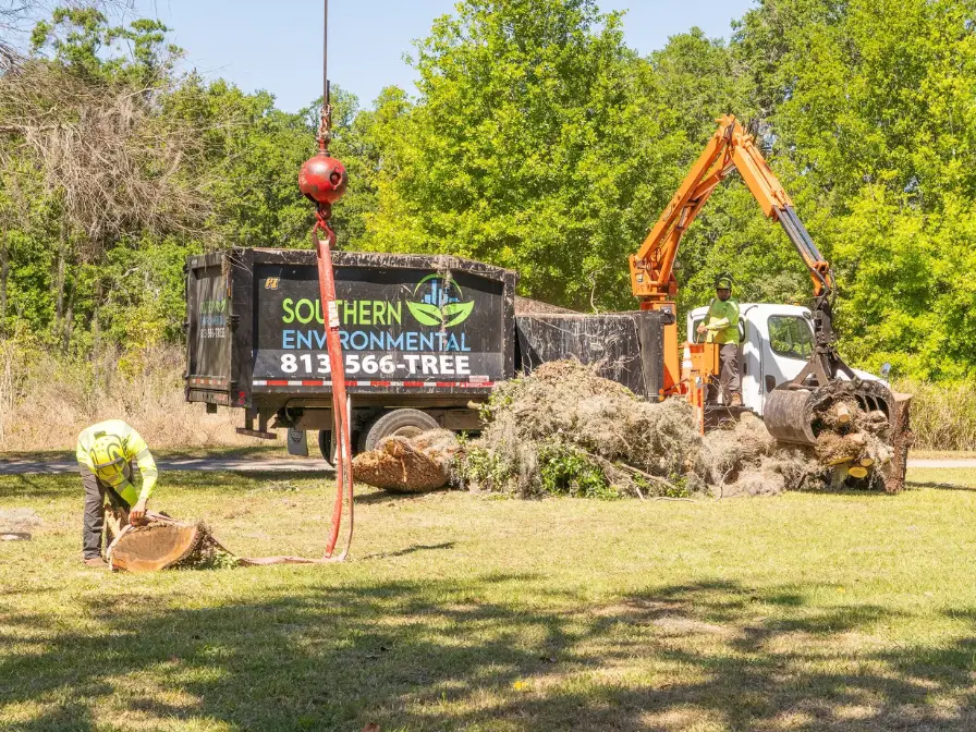 Tree Removal