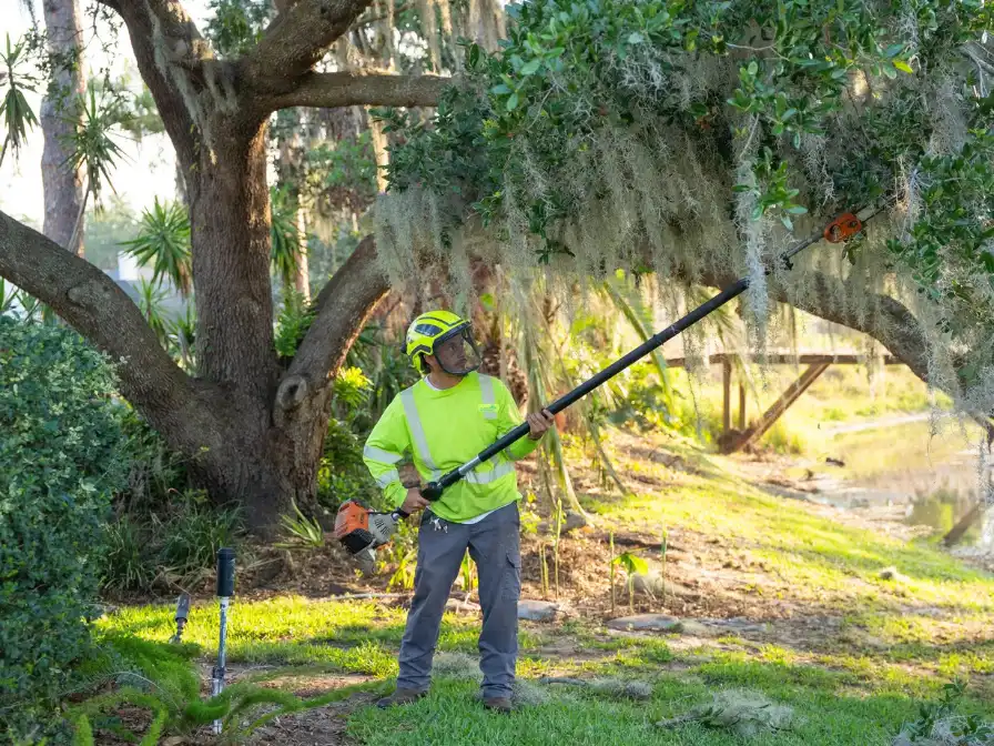 Tree Trimming