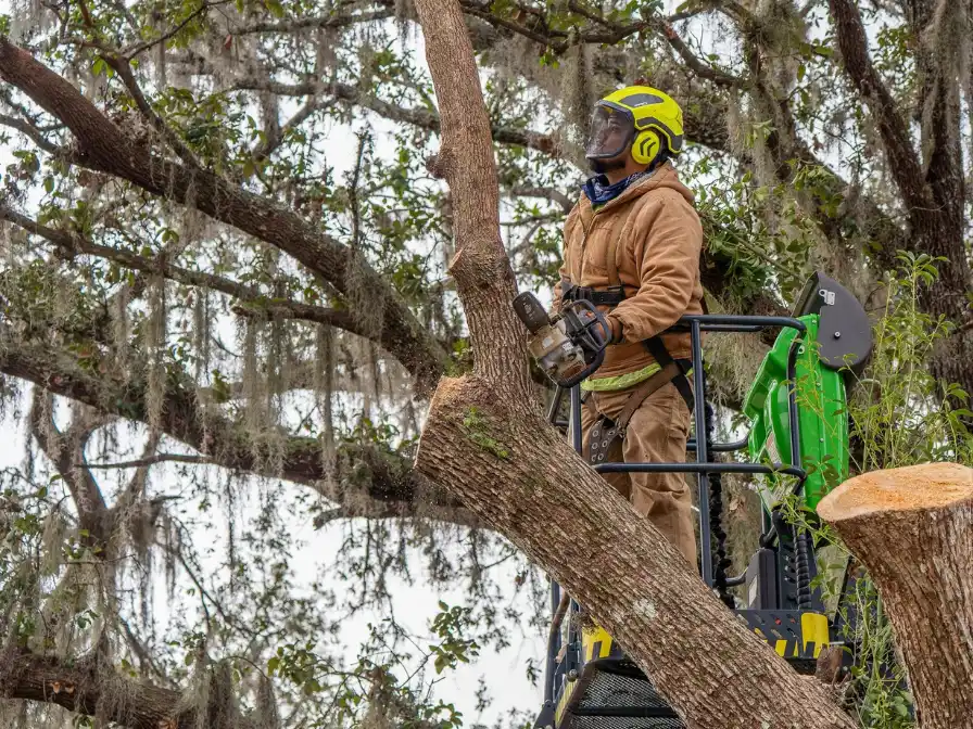 Emergency Tree Removal