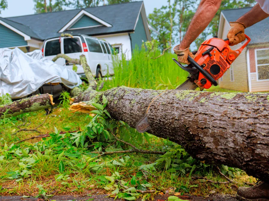 Holiday Season Tree Care Tips for Central Florida Homeowners