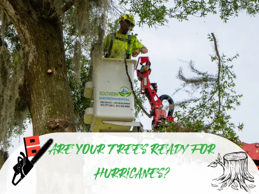How to Prepare Your Trees for Hurricane Season in Central Florida