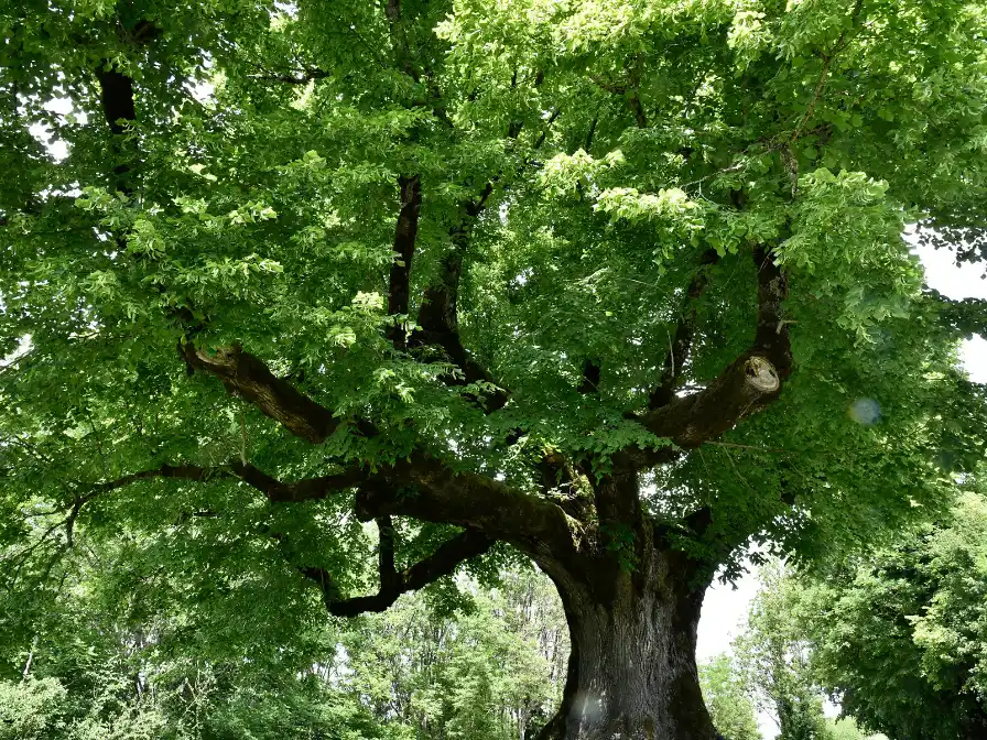 Essential Tree Care Tips for Plant City Homeowners