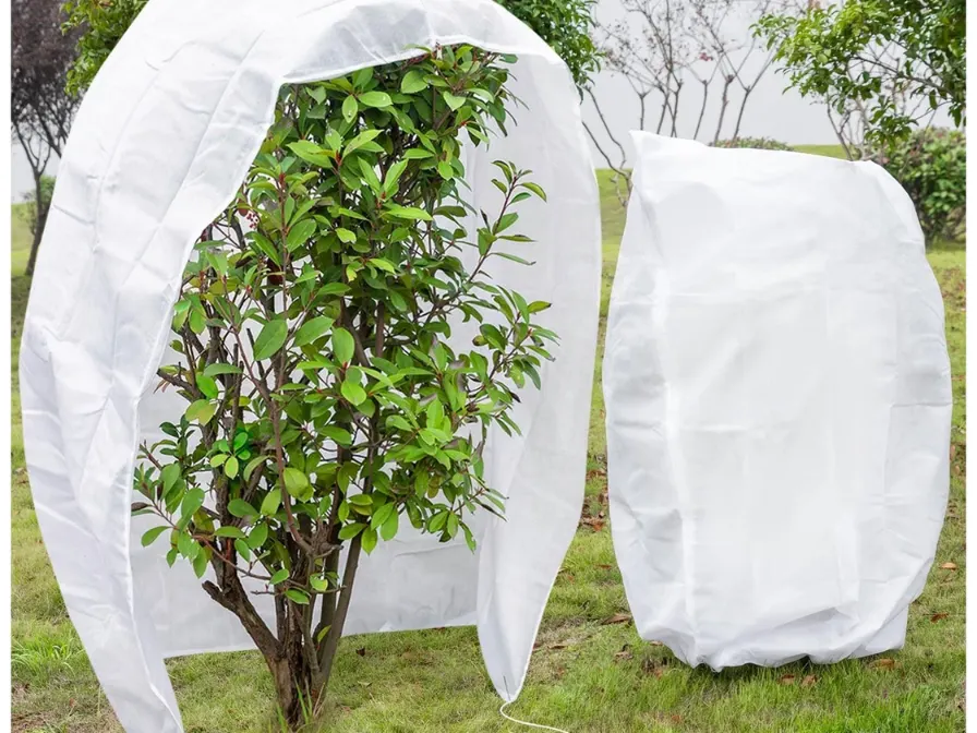 How to Protect Your Trees and Shrubs During Winter in Central Florida