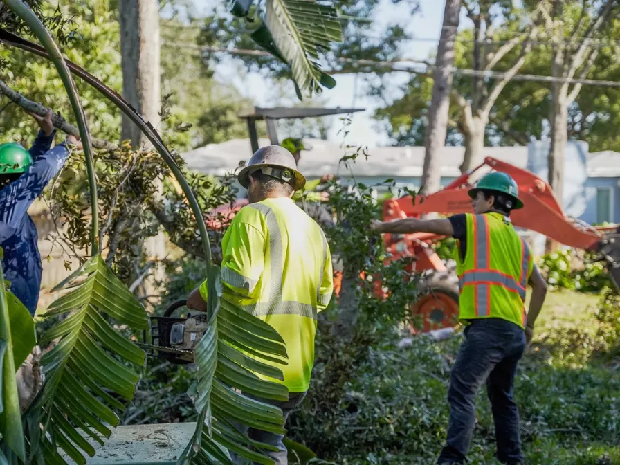 What to Do With Damaged Trees After a Hurricane in Central Florida