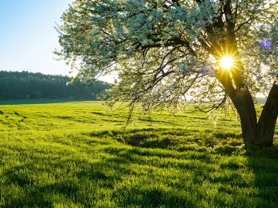 Spring Tree Maintenance, Stump Grinding, and Land Clearing in Tampa: What You Need to Know