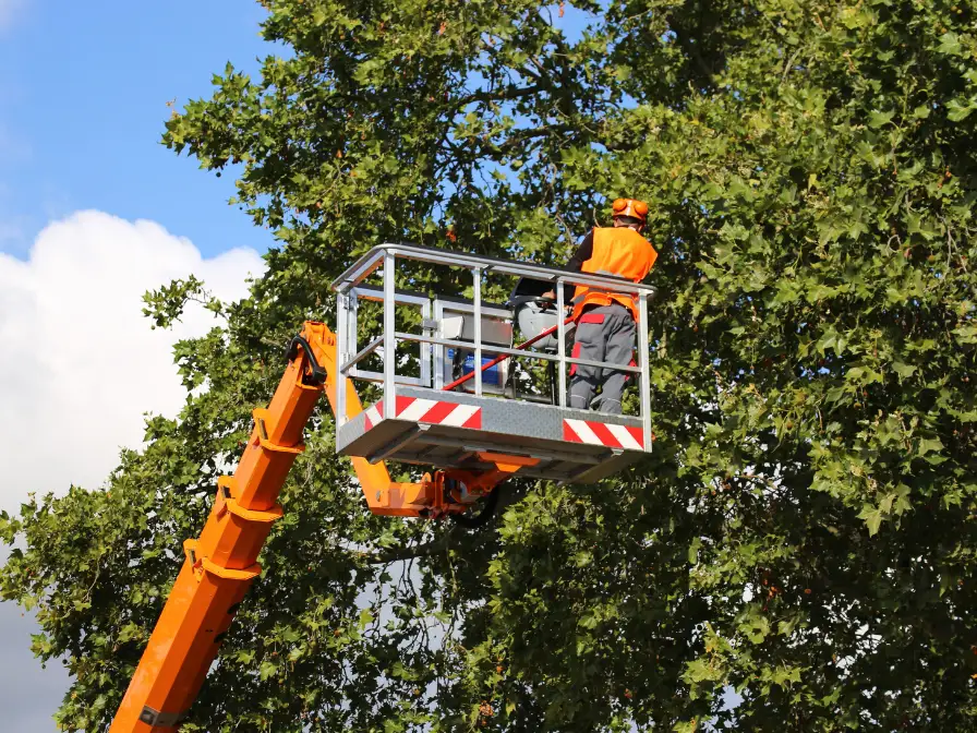 How Professional Tree Care Helps Florida Homeowners Prevent Storm Damage