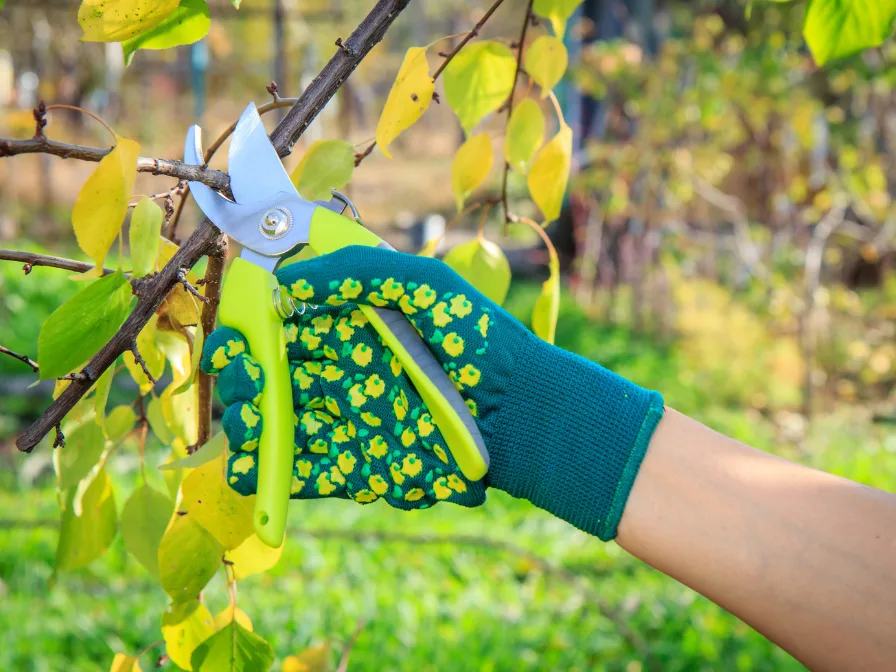 Top Tree Care Tips for Florida Homeowners