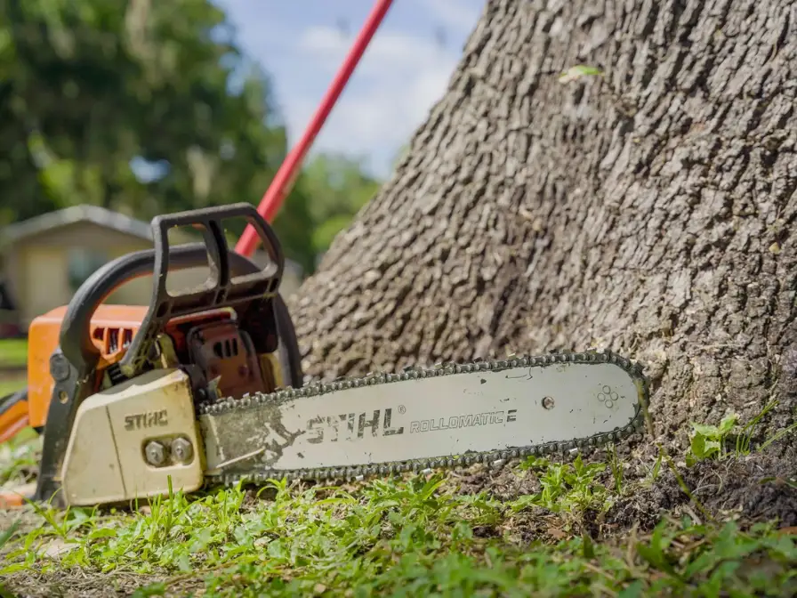 The Real Benefits of Tree Pruning and Maintenance for Central Florida Homeowners