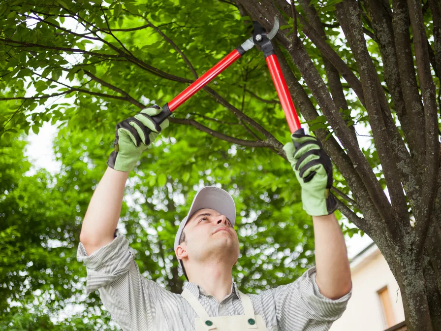 Why Regular Tree Trimming Is Essential for Tampa Homeowners